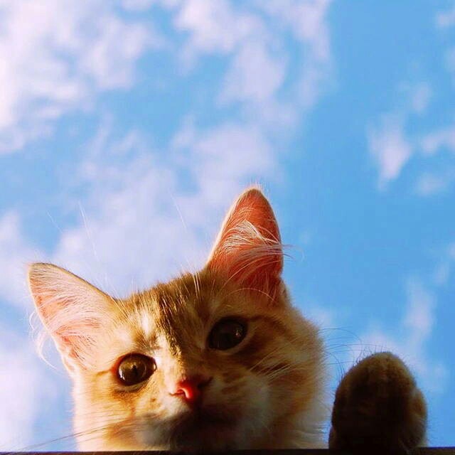 猫咪头像