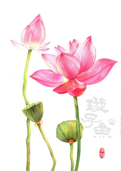 彩铅花卉(荷花)