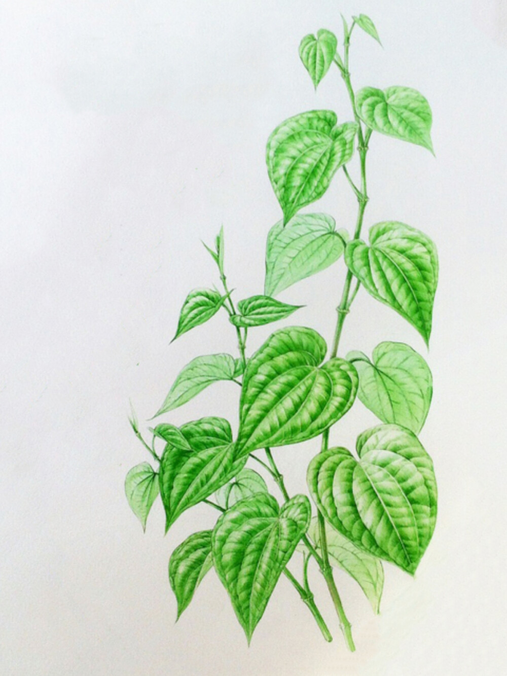 小清新彩铅植物手绘