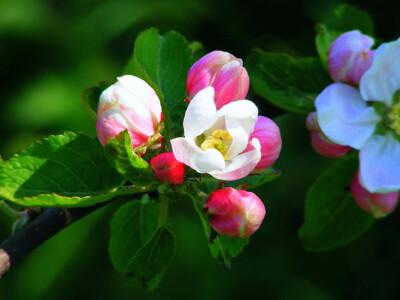 は蛋|苹果树花
