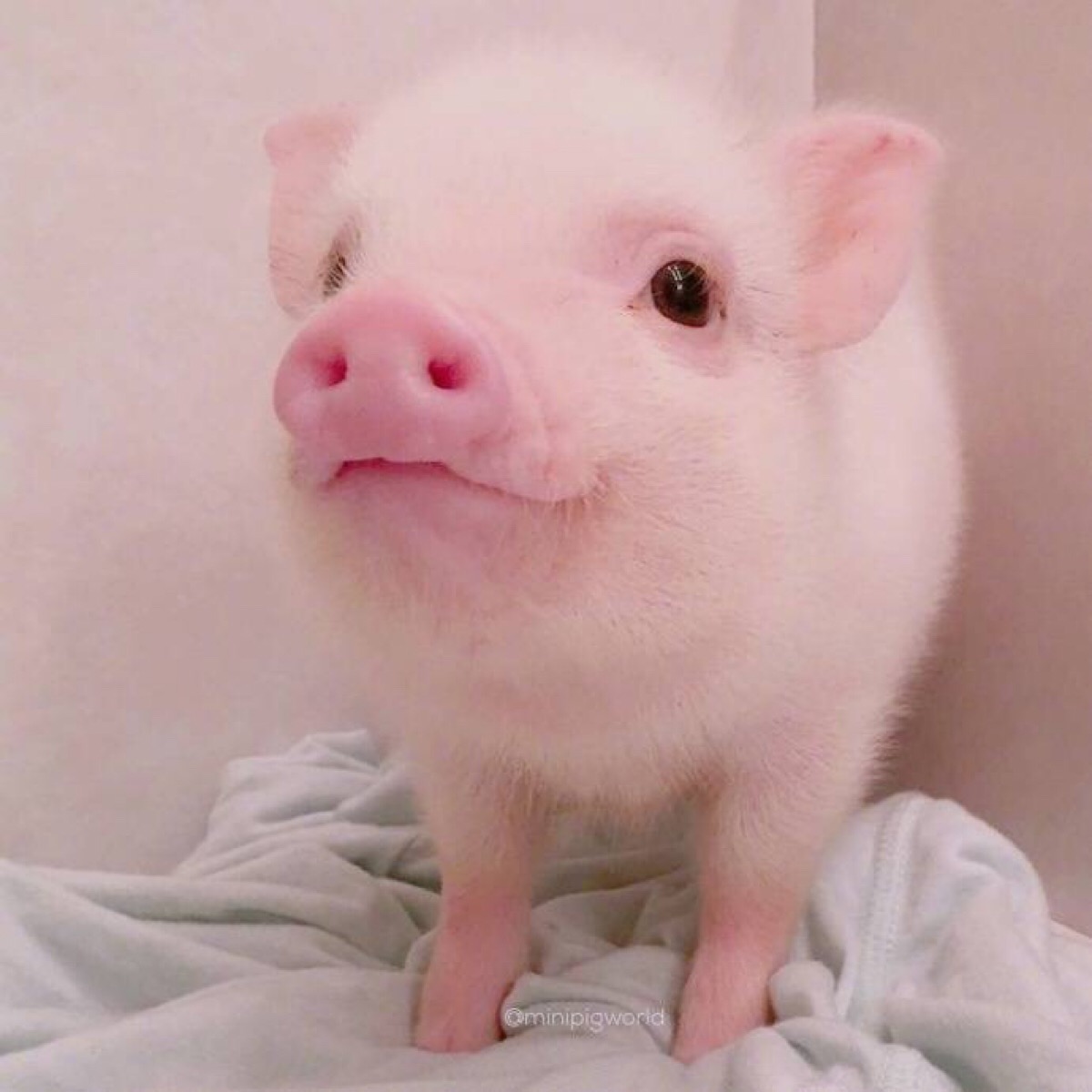 小猪头像个性网图片