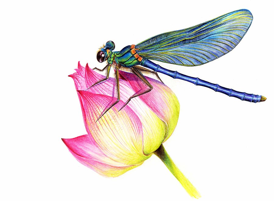 蜻蜓彩铅画法图片