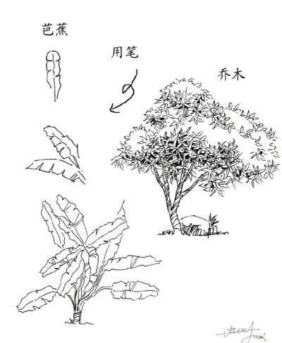 植物创意设计速写