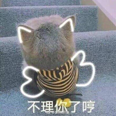 憋回去小猫表情包