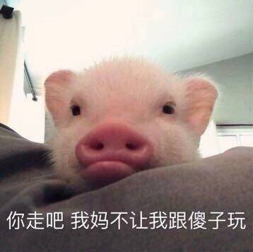 猪洗脸的表情包 玩水图片