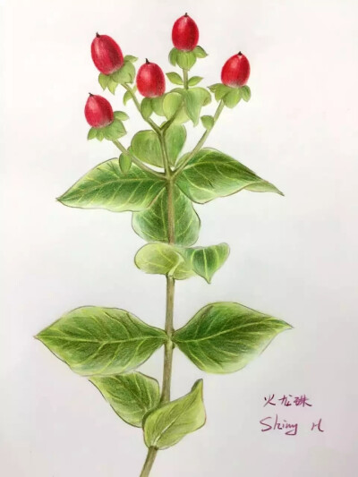 彩铅手绘简单植物