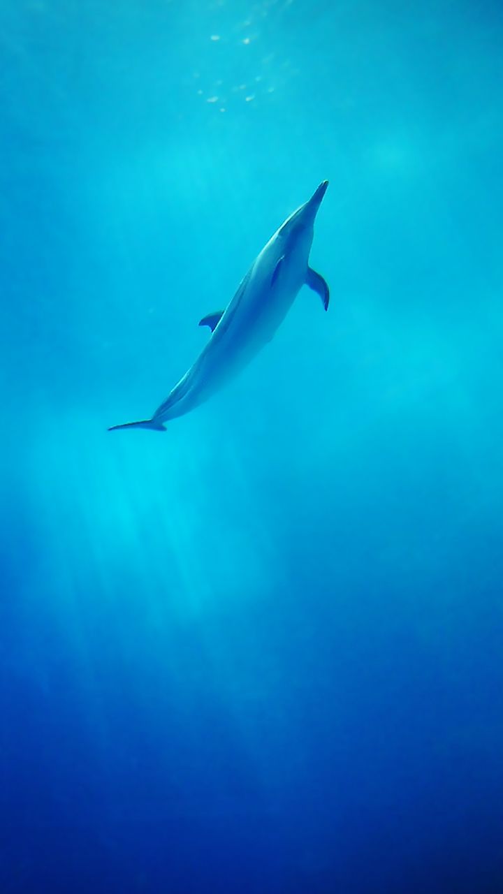 最美壁纸海豚竖屏图片