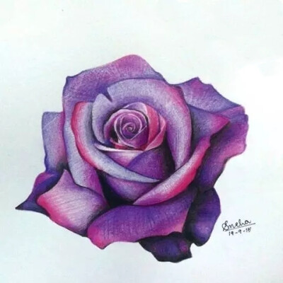 彩铅手绘玫瑰
