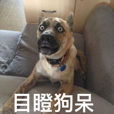 狗狗的表情包带字图片