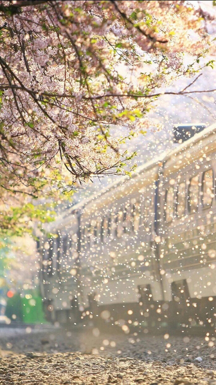 樱花火车