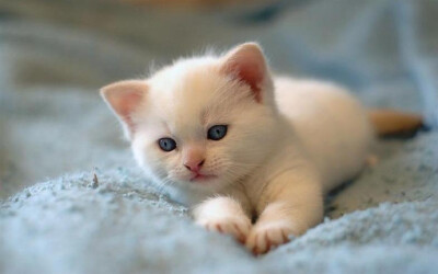 世界上超萌小奶猫图片图片