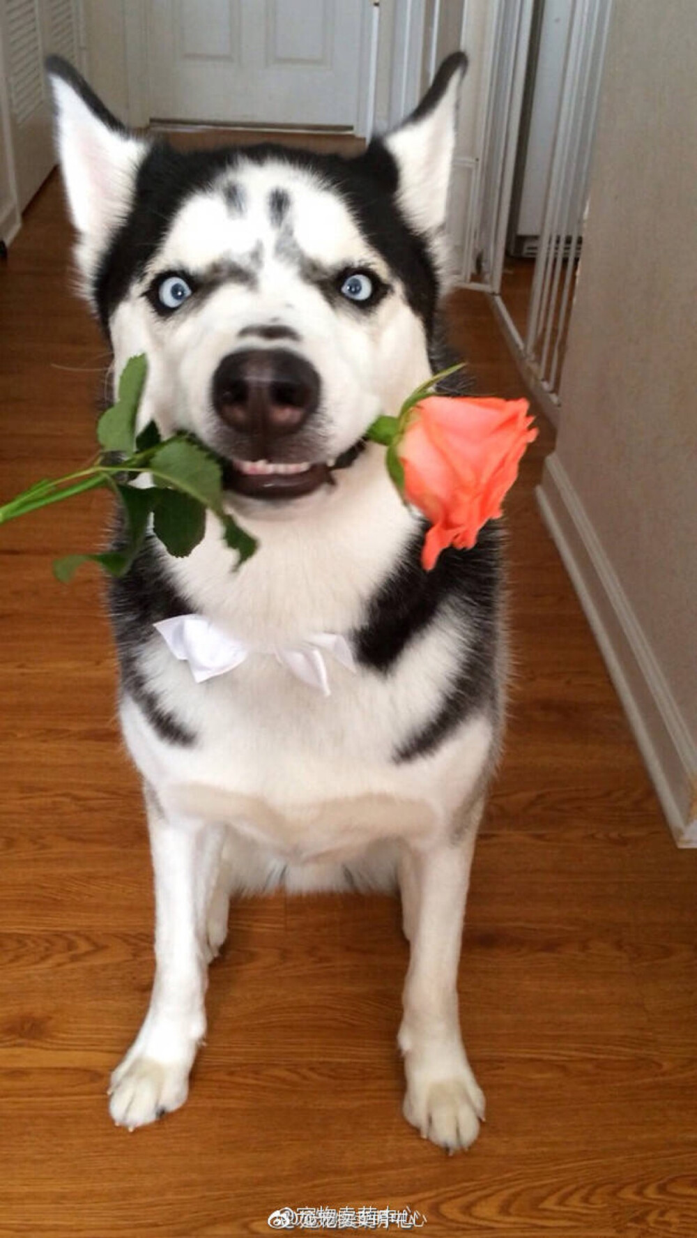 二哈- 堆糖,美图壁纸兴趣社区