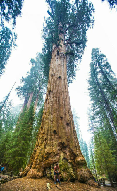 世界十大巨树图片图片