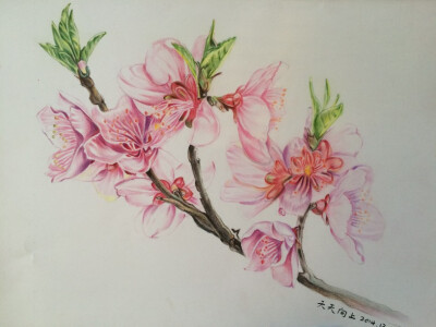 桃花树绘画图片彩铅图片