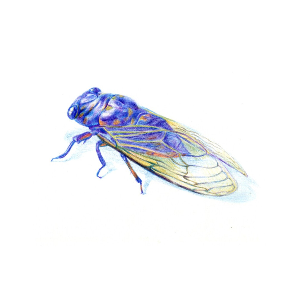 蝉彩铅画 昆虫图片