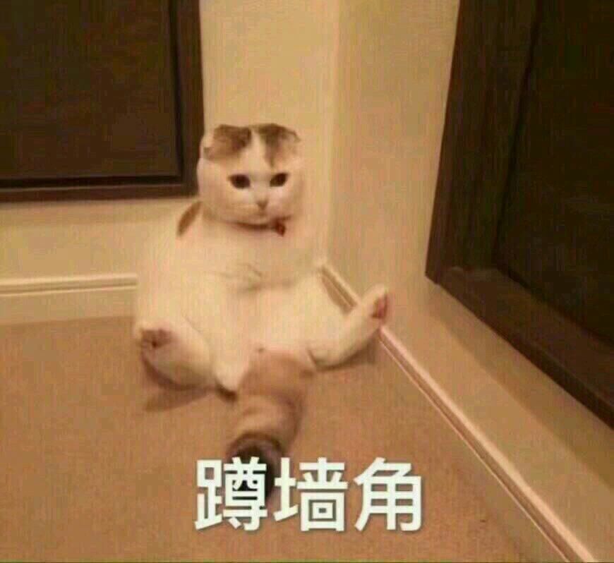 猫咪 蹲墙角