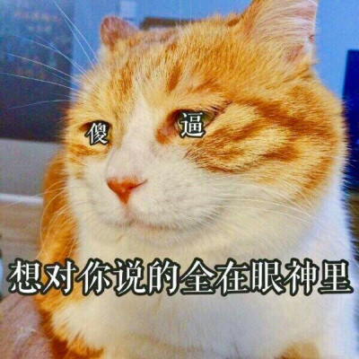 猫咪表情包 "想对你说的全在眼神里"