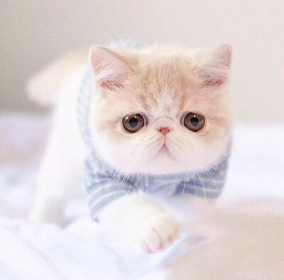 猫咪 头像 可爱 女生