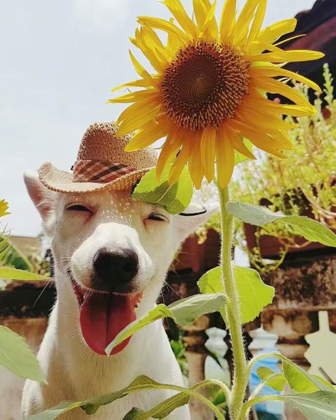 一只犯花痴的汪,看见花就笑