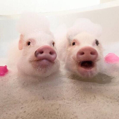 猪头情侣头像 微信图片