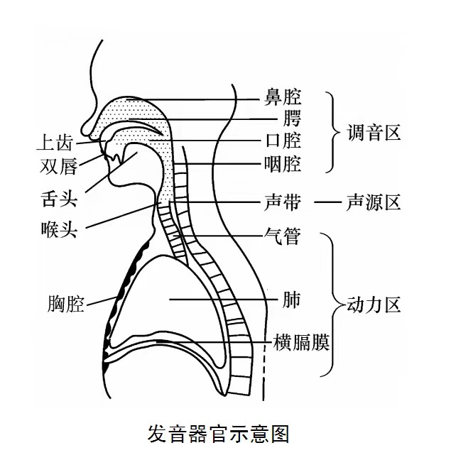 唱歌腹部发力示意图图片