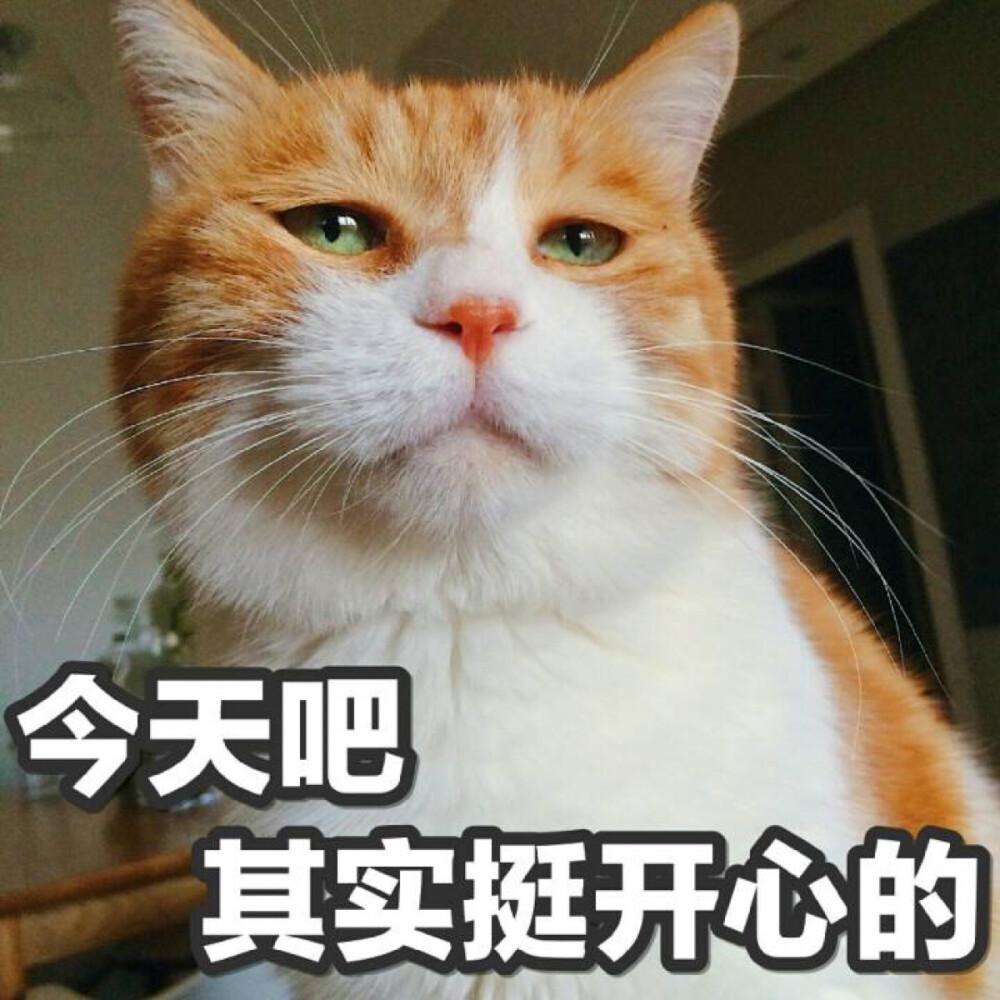 表情包 今天吧 其实挺开心的