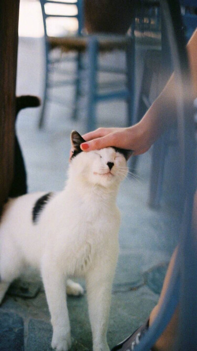 要摸摸头