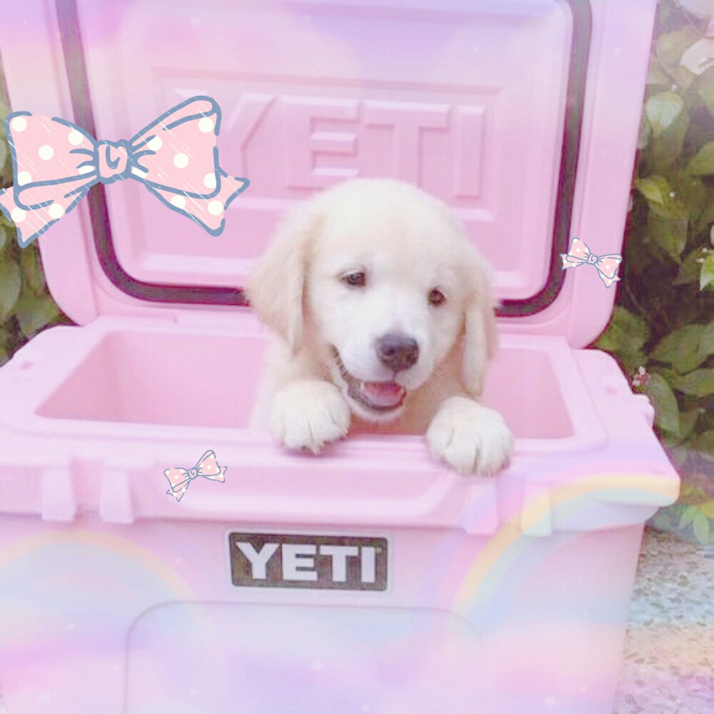 少女心小动物头像