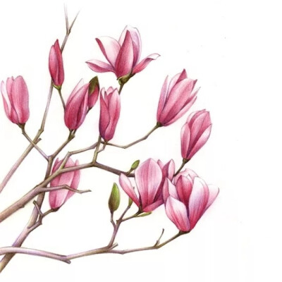 猫小蓟的相册-彩铅原创【自画】喵的花花草草