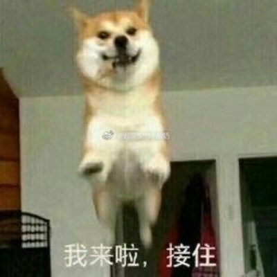 我来啦接住我表情包