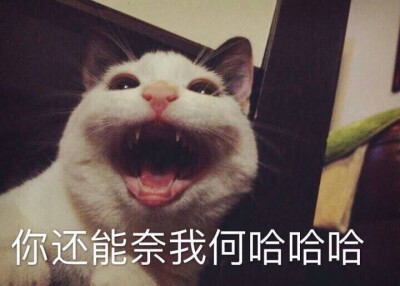 猫咪表情包微信哭