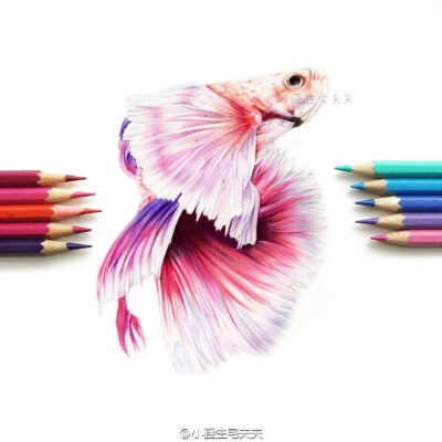 分享一条新年七彩锦鲤彩铅教程辉柏嘉