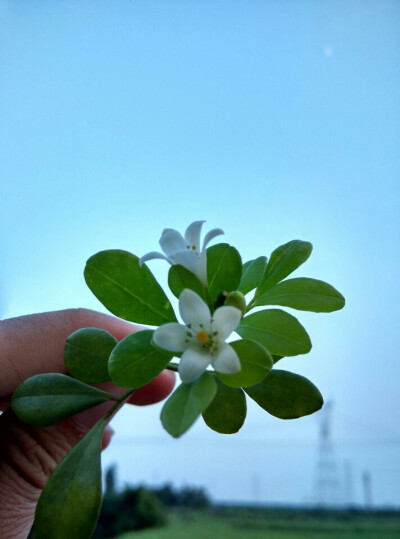 壁纸 九里香,逢下雨前就会开花
