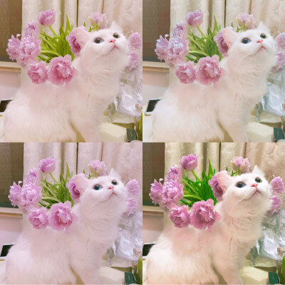 猫与花