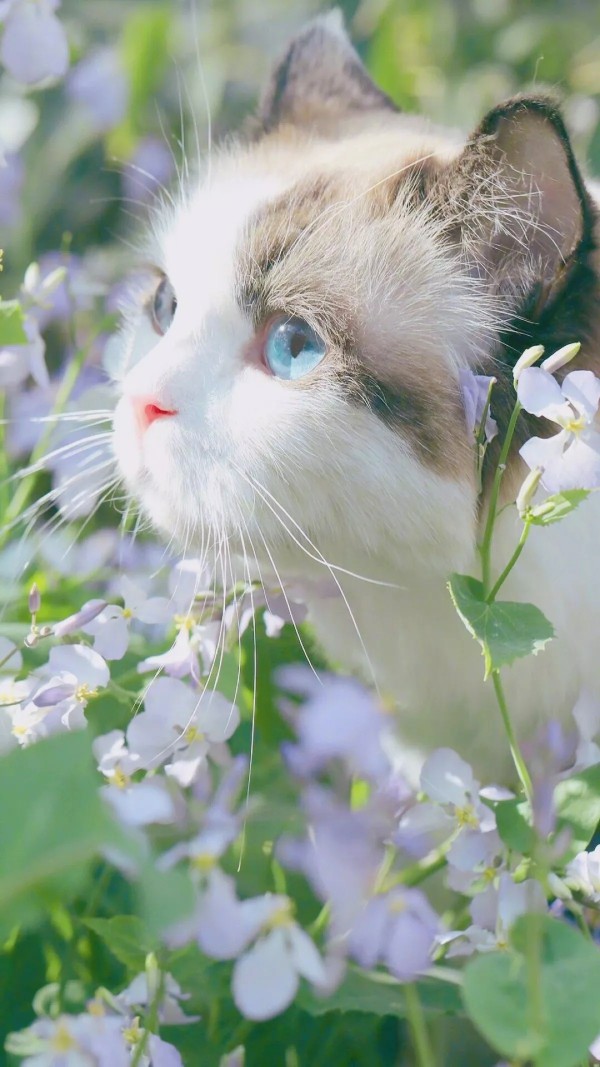 萌萌的猫咪 堆糖,美图壁纸兴趣社区