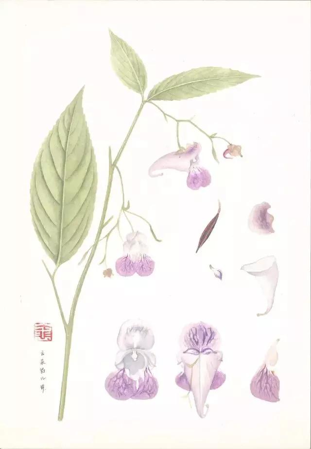 (天目山凤仙花/水彩) 作者:裘梦云