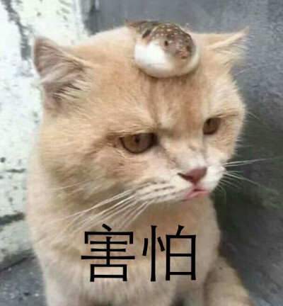 猫表情包可爱