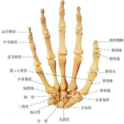左手第五掌骨的位置图图片