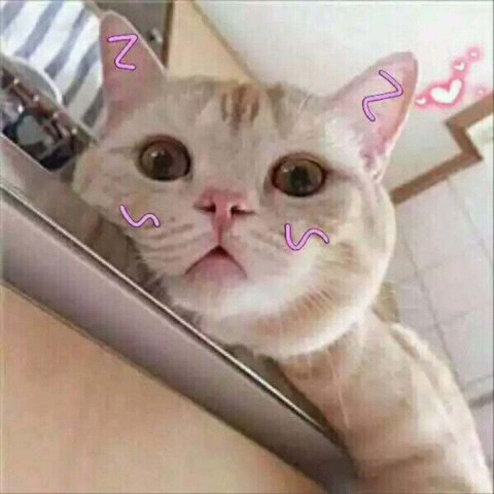 猫咪头像