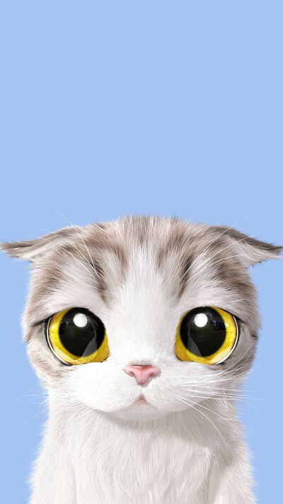 手机壁纸猫搞笑图片