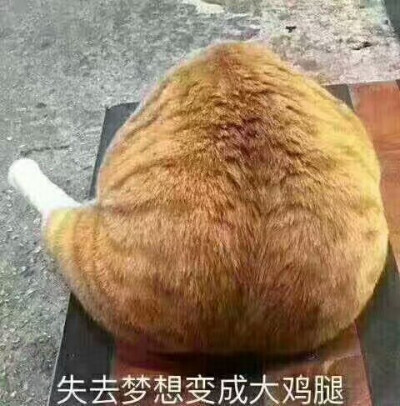 失去梦想的荷包蛋
