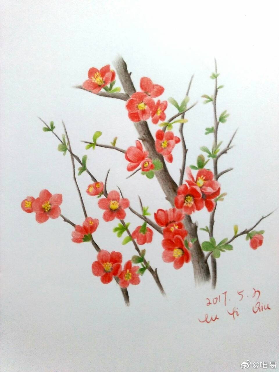 彩铅花卉盛开的鲜花作者唯i易