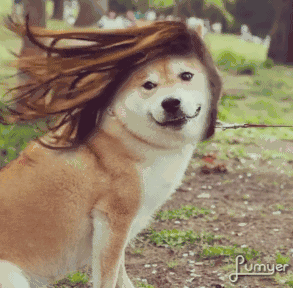 头发飘逸的狗的表情包图片