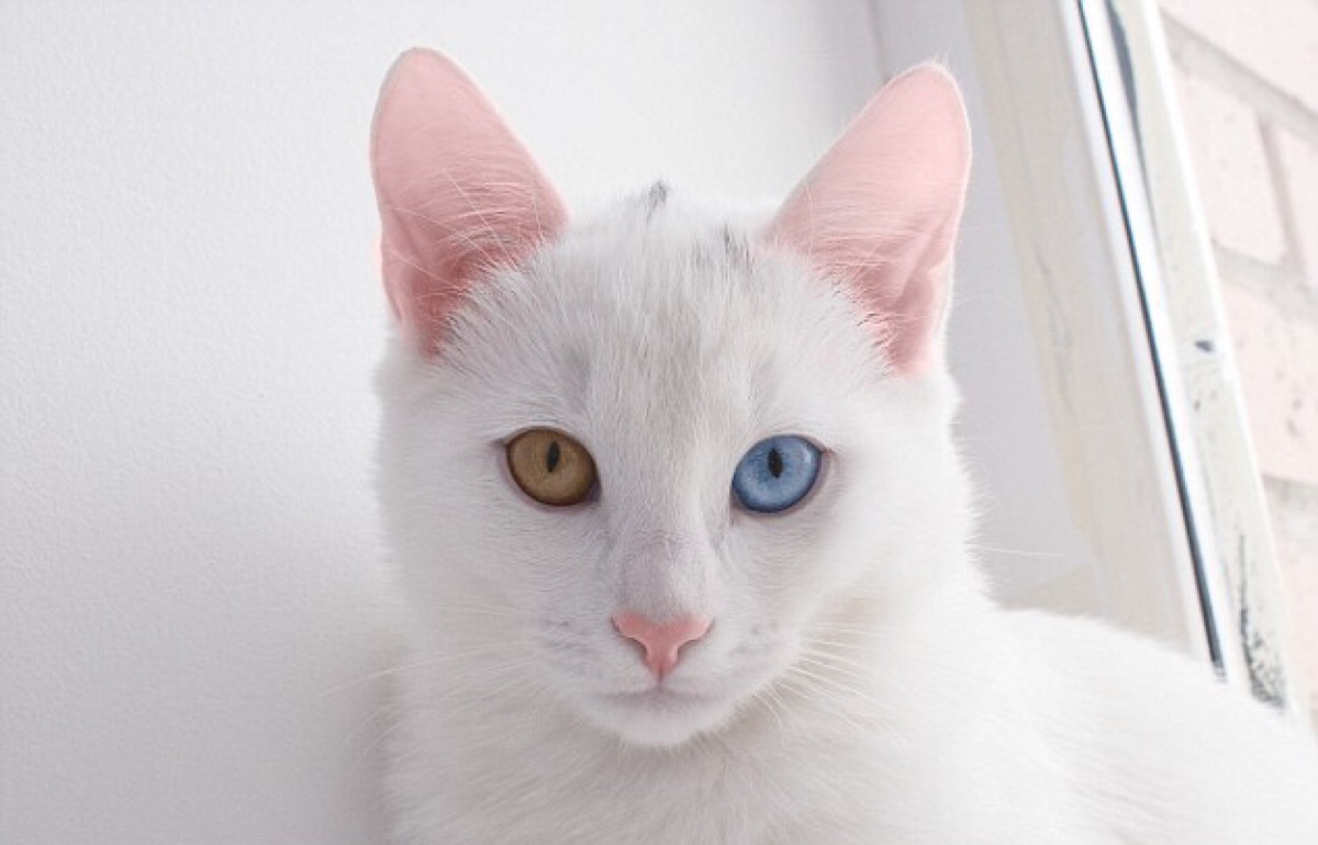 【鸳鸯眼】异色瞳猫猫