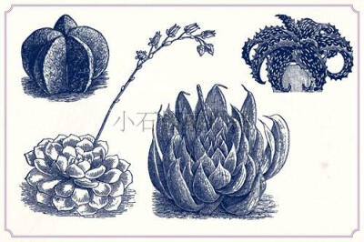 复古黑白线稿手绘多肉植物仙人掌素描线稿临摹素材ai png247