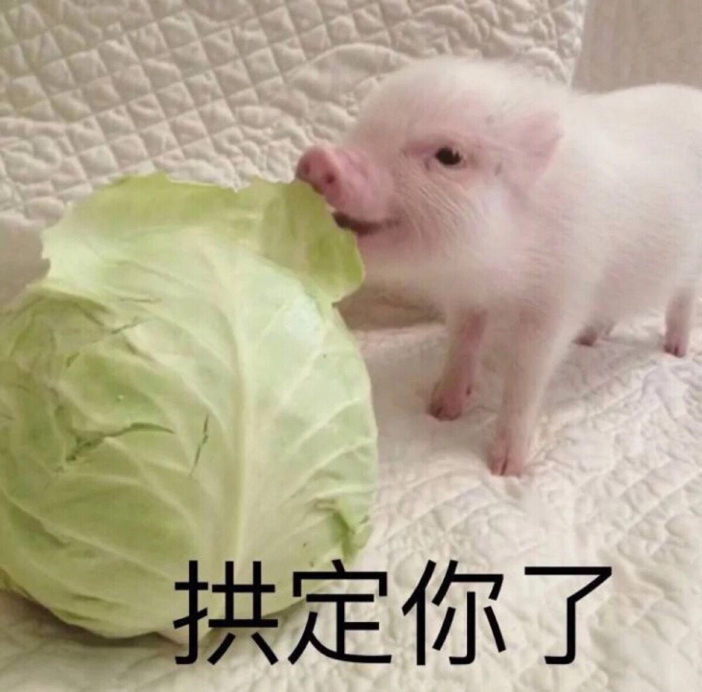 猪表情包