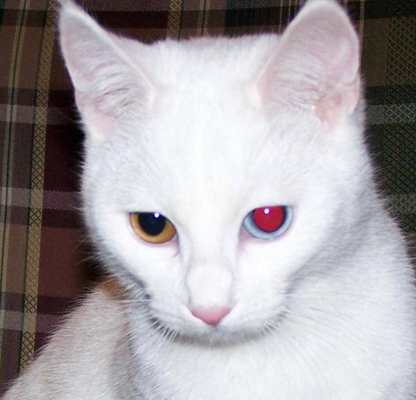 安哥拉猫 异瞳图片