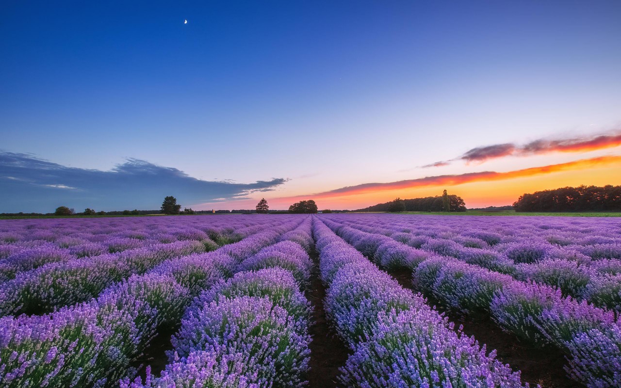 锁屏壁纸风景花草图片