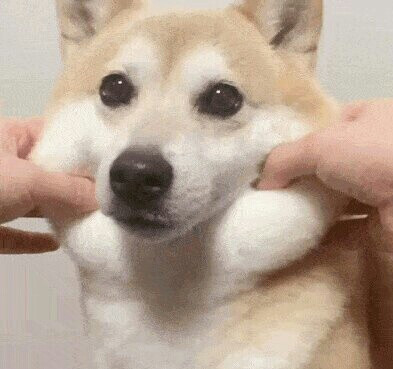 柴犬猥琐头像