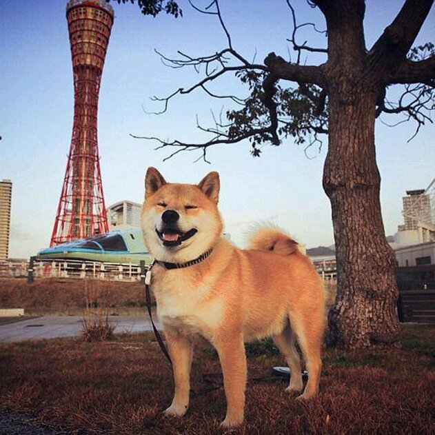 柴犬头像